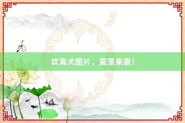 坎高犬图片,震荡来袭!